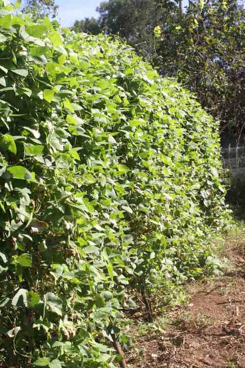 Do lima beans need to climb and what sort of trellis is required?