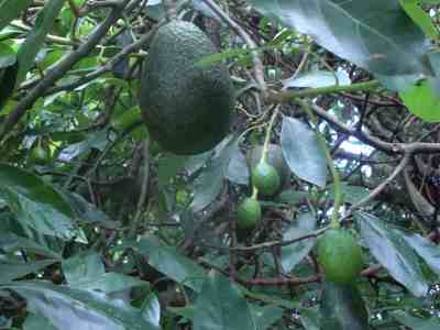 Growing avocado trees needs a mild climate with no heavy frosts.