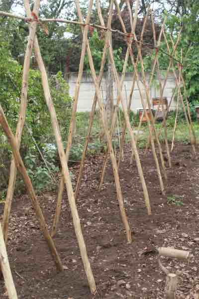 Do lima beans need to climb and what sort of trellis is required?