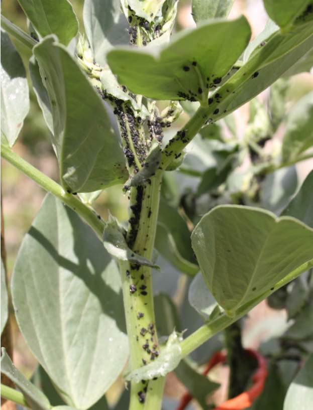 How to plant broad beans in spring and autumn helps with PD.