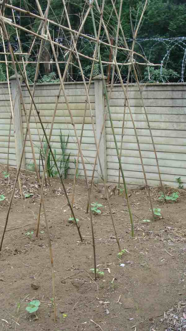 Vegetable Garden Trellis Can Literally Be Built In A Couple Of Hours