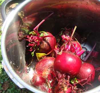 Can you cook beetroot cheap in a pressure cooker