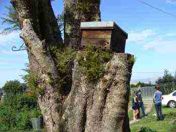 traps bee honey beekeeping start easy dead bees colonies apiary saves needs making stump tree bernard preston